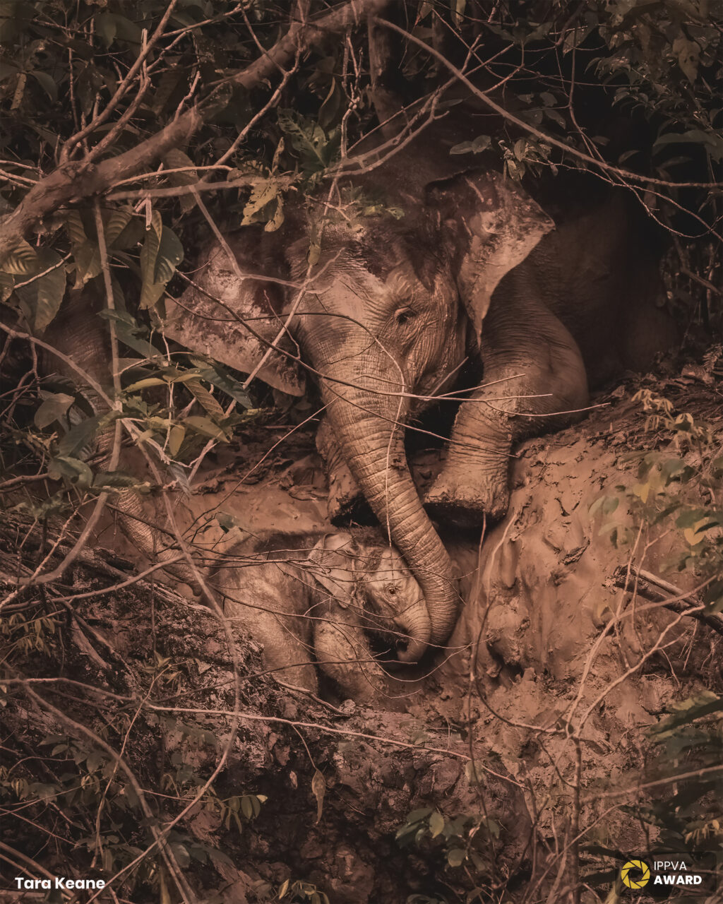 Irish wildlife photographer tara Keane
