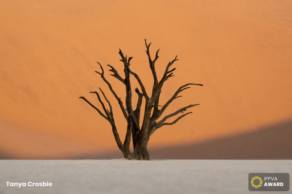 Tanya crosbie dublin photographer landscape award image. a tree in the Sahara.