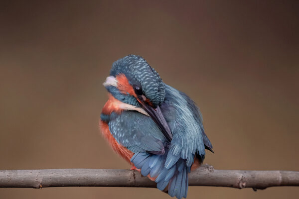 wildlife photograph of a bird in dublin by tara kean photography
